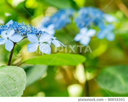 Scenery during the rainy season Beautiful hydrangea blue Scenery during the rainy season Beautiful hydrangea blue 90658301