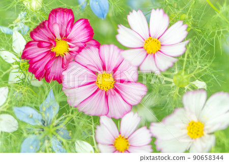 夏花（早花）波斯菊和黑種草花田 90658344