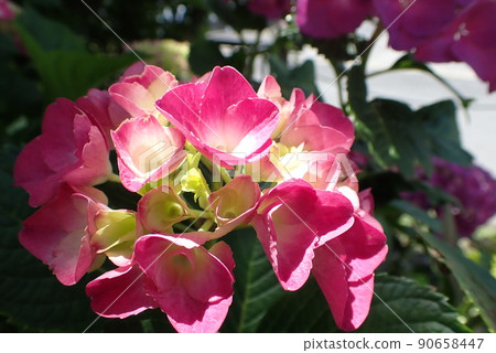 Hydrangea in the light Hydrangea in the light 90658447