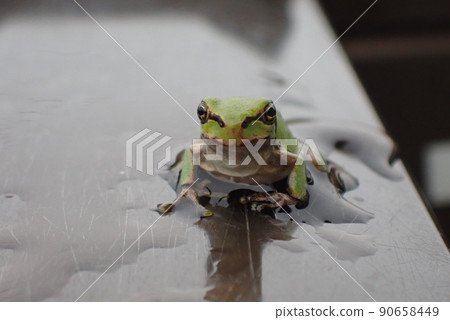 Tree frog on the railing 90658449