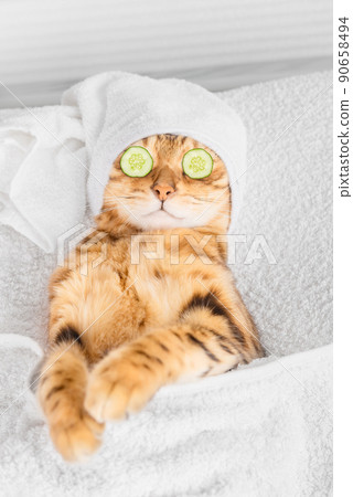 Bengal cat with cucumbers in front of his eyes in the spa. Bengal cat with cucumbers in front of his eyes in the spa. 90658494