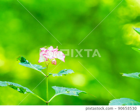 Scenery during the rainy season Beautiful hydrangea White system Purple frills 90658530