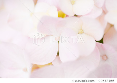 桃色繡球花 90658566