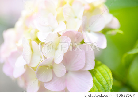 桃色繡球花 90658567