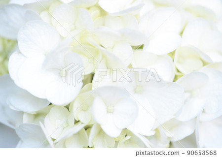 純白色繡球花 90658568