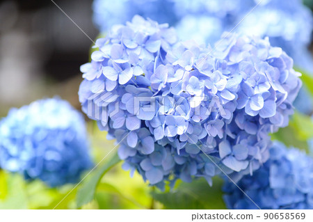 你看起來像一顆心嗎？繡球花 90658569