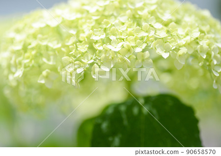 像傘一樣盛開的繡球花 90658570