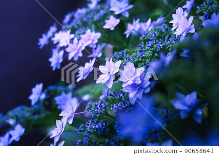 Hydrangea, a hydrangea that blooms beautifully during the rainy season in early summer June 90658641