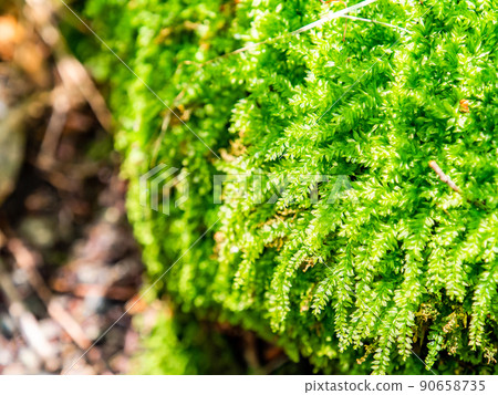 Fresh scenery in early summer, beautiful waterside moss Fresh scenery in early summer, beautiful waterside moss 90658735