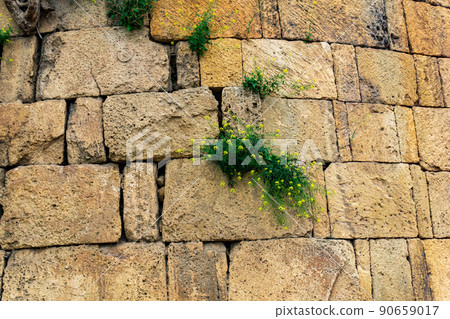 wall of an old castle with grass and flowers growing in the cracks of the masonry wall of an old castle with grass and flowers growing in the cracks of the masonry 90659017