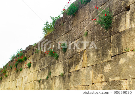 wall of an old fortress with grass and poppy flowers growing in the cracks of the masonry 90659050