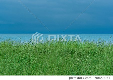 meadow with green eared grass on the seashore 90659055