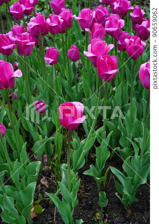 Magenta tulip flower with raindrops on smooth petals, focus on one flower, background with purple tulips in blur, vertical photo Magenta tulip flower with raindrops on smooth petals, focus on one flower, background with purple tulips in blur, vertical photo 90659062