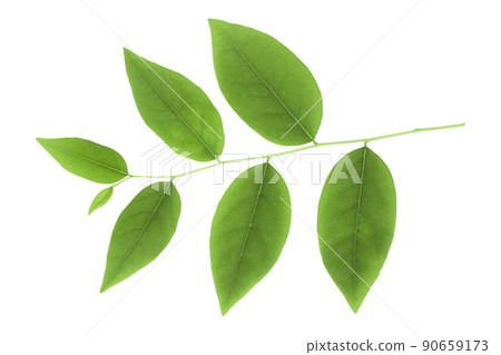 green gooseberry leaves isolated on the background White. 90659173