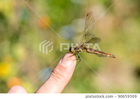 This finger is rare 90659309