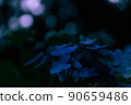 繡球花和迷離的感覺 90659486