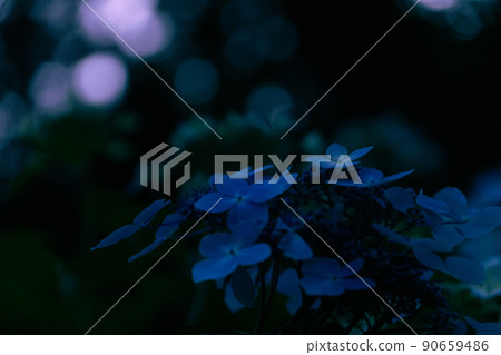 Hydrangea and a feeling of blur Hydrangea and a feeling of blur 90659486