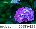 Misono繡球花 90659488