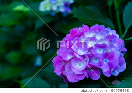 Hydrangea of Misono Hydrangea of Misono 90659488