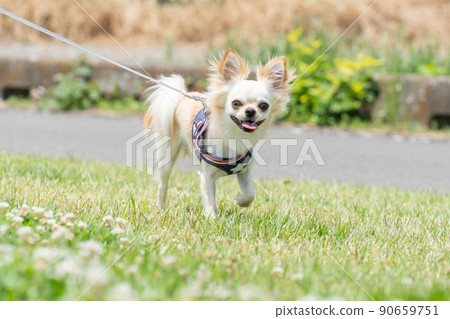 Chihuahua small dog walk cute Chihuahua small dog walk cute 90659751