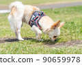 Chihuahua small dog walk cute 90659978