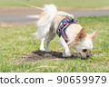 Chihuahua small dog walk cute 90659979