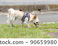 Chihuahua small dog walk cute 90659980