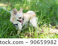 Chihuahua small dog walk cute 90659982