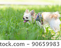 Chihuahua small dog walk cute 90659983