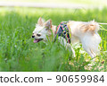 Chihuahua small dog walk cute 90659984