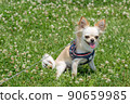 Chihuahua small dog walk cute 90659985