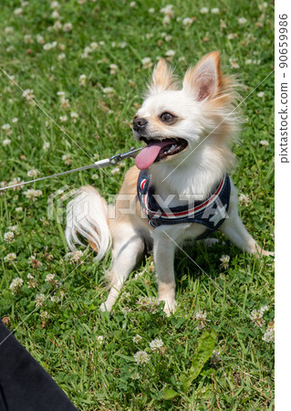Chihuahua small dog walk cute Chihuahua small dog walk cute 90659986