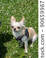 Chihuahua small dog walk cute 90659987