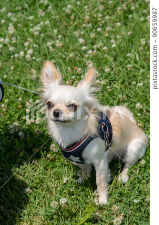 Chihuahua small dog walk cute Chihuahua small dog walk cute 90659987