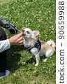 Chihuahua small dog walk cute 90659988