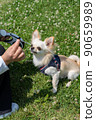 Chihuahua small dog walk cute 90659989