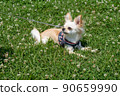 Chihuahua small dog walk cute 90659990