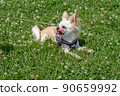 Chihuahua small dog walk cute 90659992