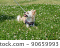 Chihuahua small dog walk cute 90659993