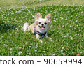 Chihuahua small dog walk cute 90659994