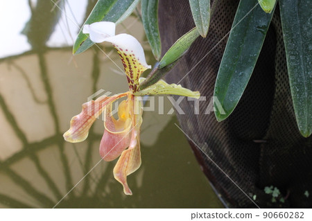Swamp plants and flowers, early spring in gardens of Zagreb, Croatia 90660282