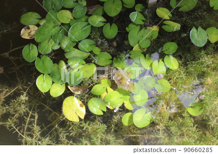 Nymphaea caerulea, early spring in gardens of Zagreb, Croatia Nymphaea caerulea, early spring in gardens of Zagreb, Croatia 90660285