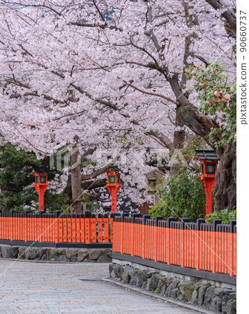 Kyoto Gion Shirakawa_Sakura in full bloom and Tatsumihashi Kyoto Gion Shirakawa_Sakura in full bloom and Tatsumihashi 90660737