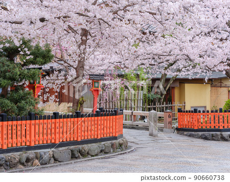 Kyoto Gion Shirakawa_Sakura in full bloom and Tatsumihashi 90660738
