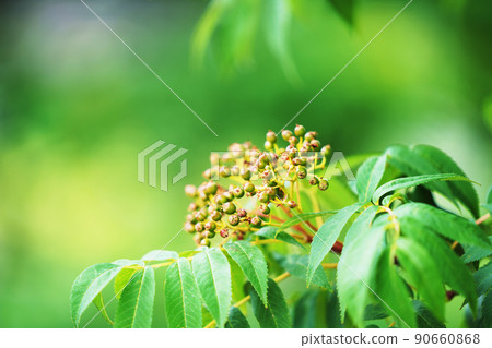 Rowan fruit 90660868