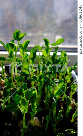Young green peas seedlings in a seedling tray, close-up view from above 90661246