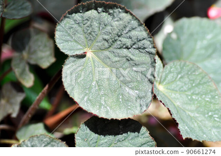 Begonia or Begonia Non Stop Mocca or Begonia maculata ,Begonia Maculata Wightii Begonia or Begonia Non Stop Mocca or Begonia maculata ,Begonia Maculata Wightii 90661274