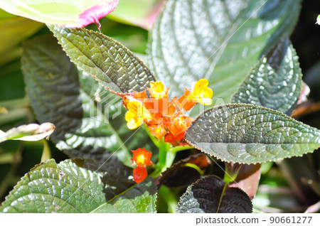 Begonia or Begonia big or Begonia maculata ,big Begonia 90661277