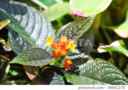 Begonia or Begonia big or Begonia maculata ,big Begonia 90661278
