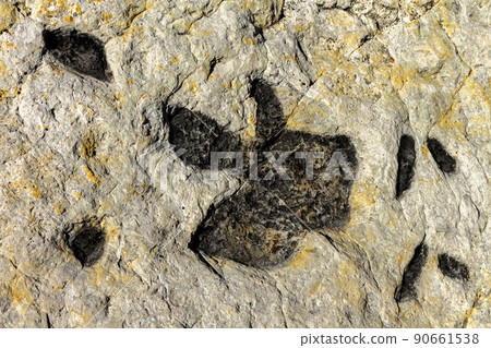 Dinosaur tracks on the surface of a rock  in Colorado. 90661538